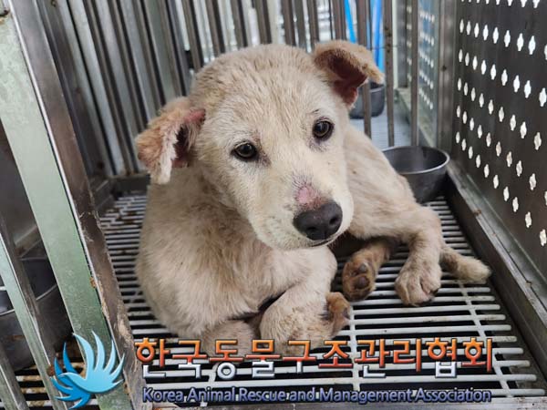 종료(안락사) 믹스…